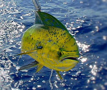 Mahi-Mahi.jpg